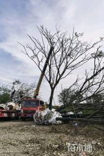 25公分黄山栾树