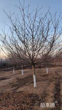 8公分红粉佳人樱