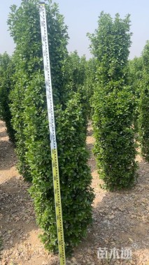 高度210厘米大叶黄杨柱