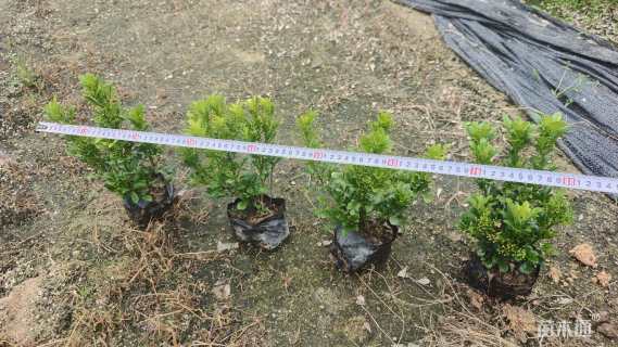 高度25厘米米兰