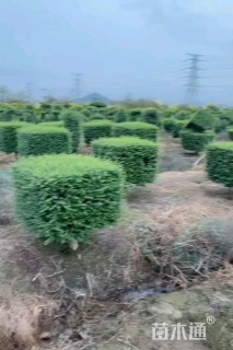 高度40厘米川滇蜡树