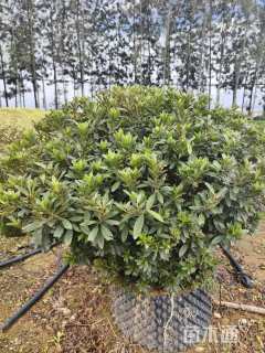 冠幅100厘米毛鹃球