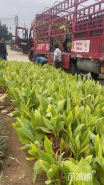 高度25厘米花叶美人蕉