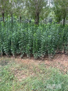 高度100厘米北海道黄杨