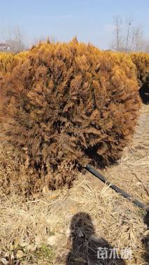 冠幅120厘米洒金柏球