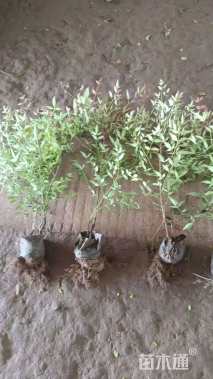 高度50厘米南天竹小苗