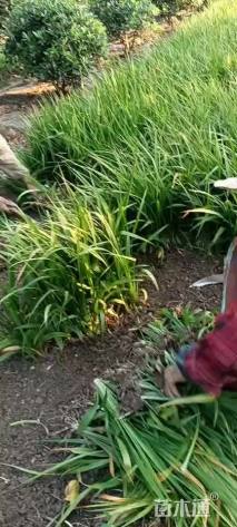地栽苗吉祥草