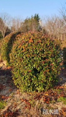 冠幅220厘米红叶石楠球