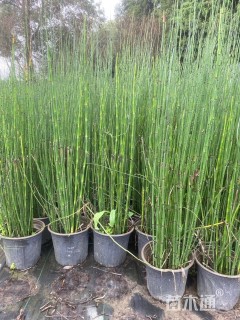 高度80厘米木贼