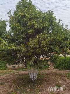 高度500厘米丛生大叶女贞