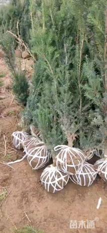 高度150厘米曼地亚红豆杉