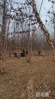 高度800厘米(4杆)丛生白桦