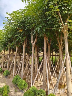 10公分红花风铃木