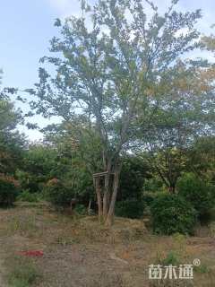 80公分(4杆)丛生朴树