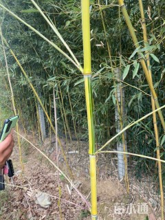 3公分竹子