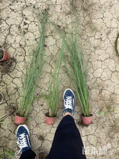 高度45厘米细叶芒