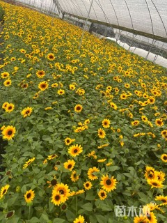 高度50厘米向日葵