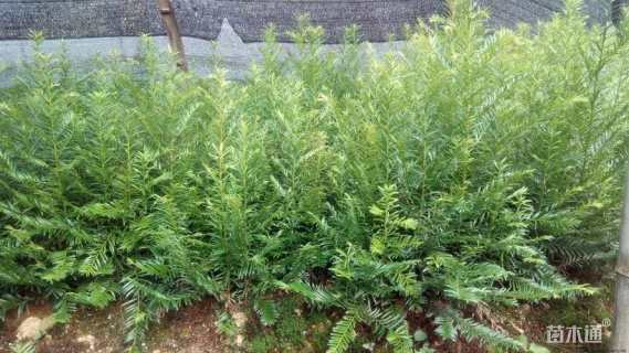 高度100厘米红豆杉小苗