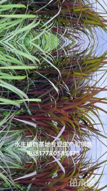 高度100厘米紫叶芦苇