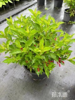 高度30厘米红王子锦带