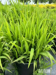 高度20厘米小盼草