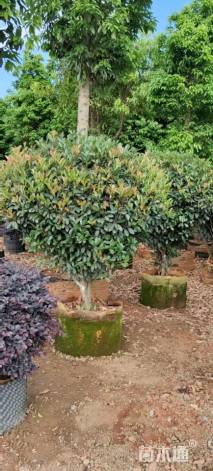 冠幅80厘米红叶石楠球