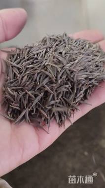 波斯菊种子