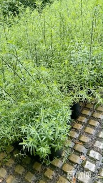 高度30厘米鼠尾草