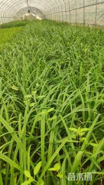 高度30厘米大花萱草