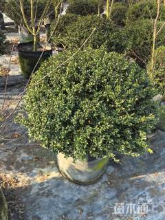 冠幅80厘米龟甲冬青球