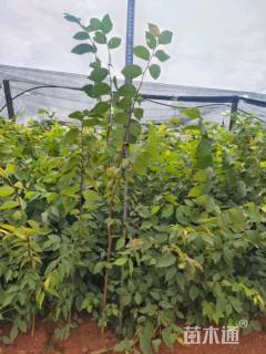 高度70厘米红榉小苗