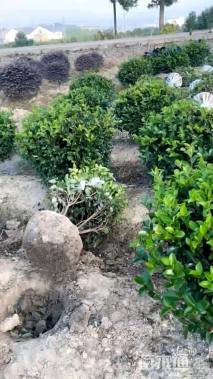 冠幅80厘米金森女贞球