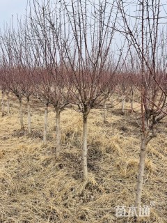 11公分冬红海棠