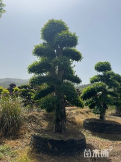 30公分造型榆树