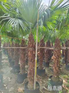 裸干高100厘米蒲葵