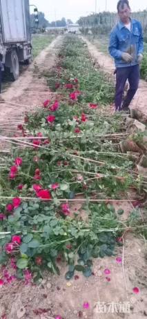 200厘米藤本月季