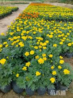 高度15厘米孔雀草