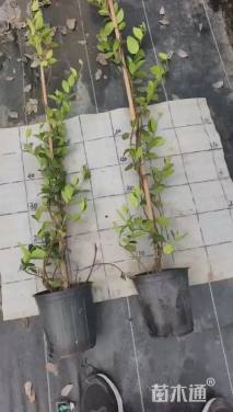 100厘米风车茉莉