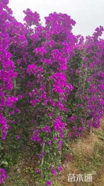 高度200厘米三角梅