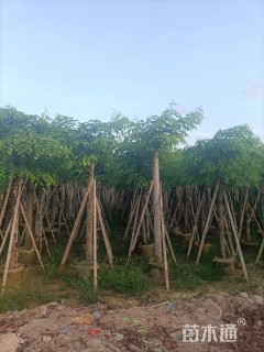 10公分印度紫檀