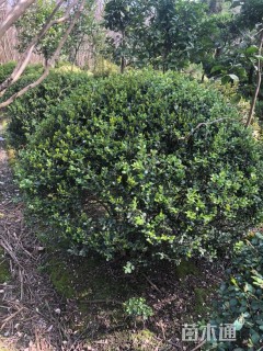 冠幅150厘米瓜子黄杨球