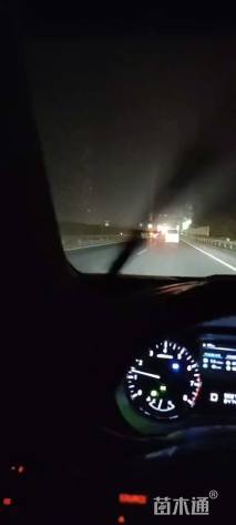 12公分造型黑松