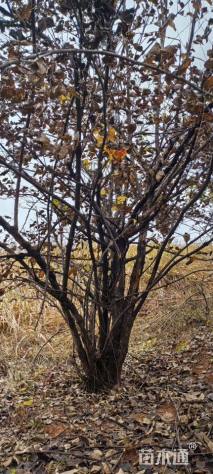 高度400厘米山茱萸