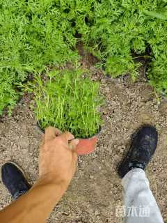 高度15厘米美女樱