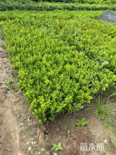 冠幅30厘米小叶黄杨球