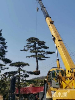 造型黑松