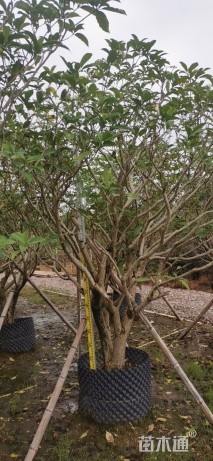高度200厘米狗牙花