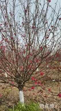 15公分亚当海棠