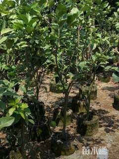 高度150厘米柠檬