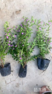 高度25厘米满天星